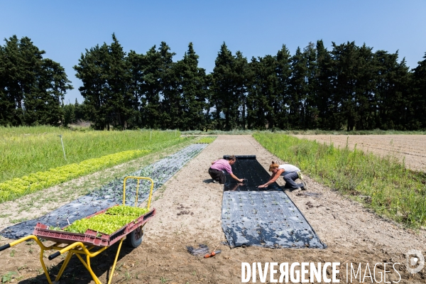 Cueillette de légumes chez un maraîcher bio