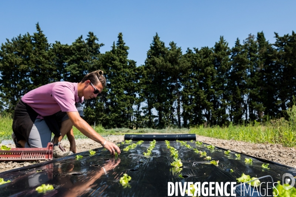 Cueillette de légumes chez un maraîcher bio