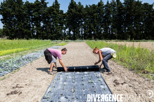 Cueillette de légumes chez un maraîcher bio