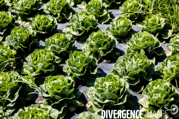 Cueillette de légumes chez un maraîcher bio