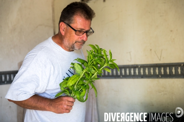 Cueillette de légumes chez un maraîcher bio