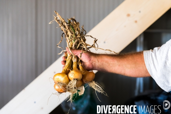 Cueillette de légumes chez un maraîcher bio