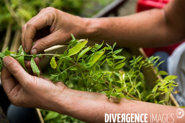 Cueillette de légumes chez un maraîcher bio