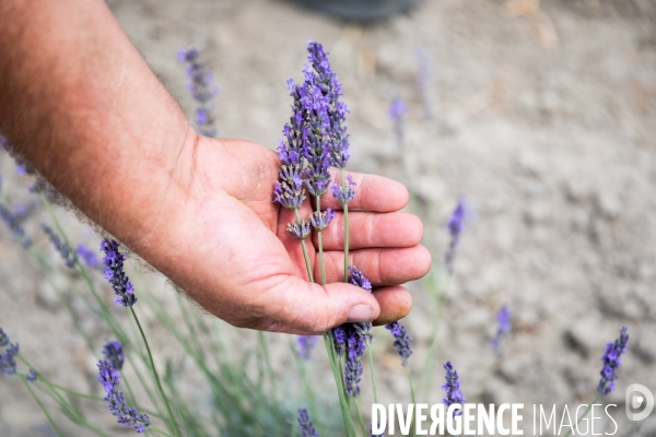 Cueillette de légumes chez un maraîcher bio