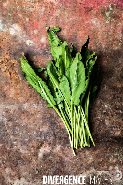 Cueillette de légumes chez un maraîcher bio