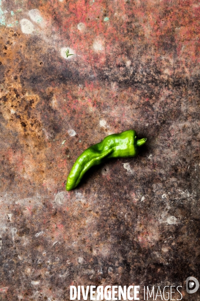 Cueillette de légumes chez un maraîcher bio