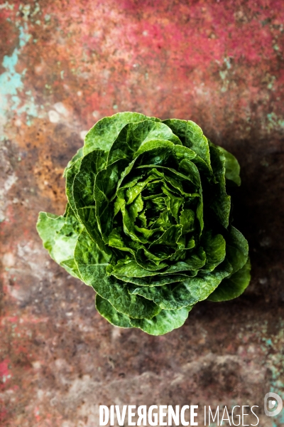 Cueillette de légumes chez un maraîcher bio