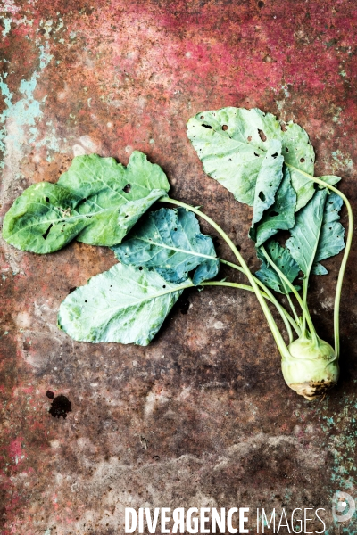 Cueillette de légumes chez un maraîcher bio