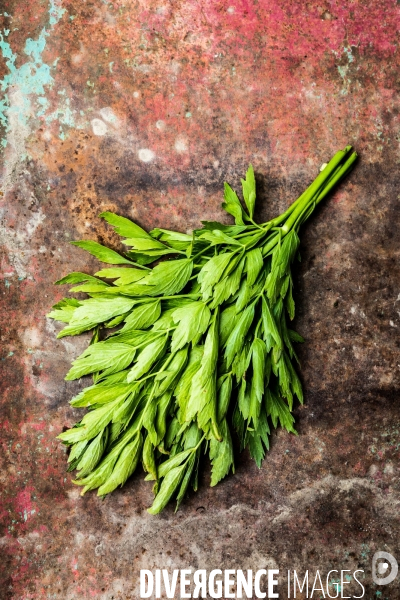 Cueillette de légumes chez un maraîcher bio