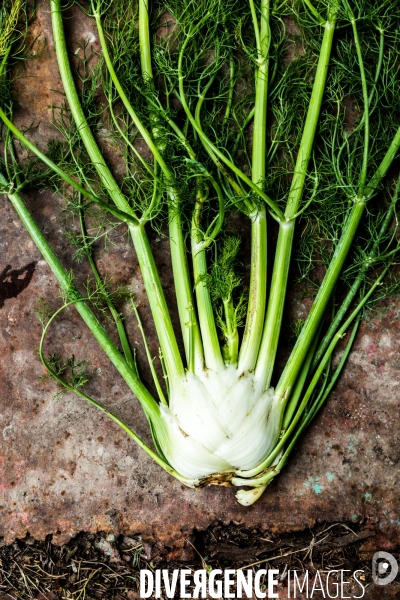 Cueillette de légumes chez un maraîcher bio