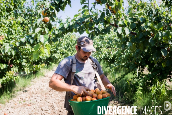 Arboriculture fruitière dans le Vaucluse