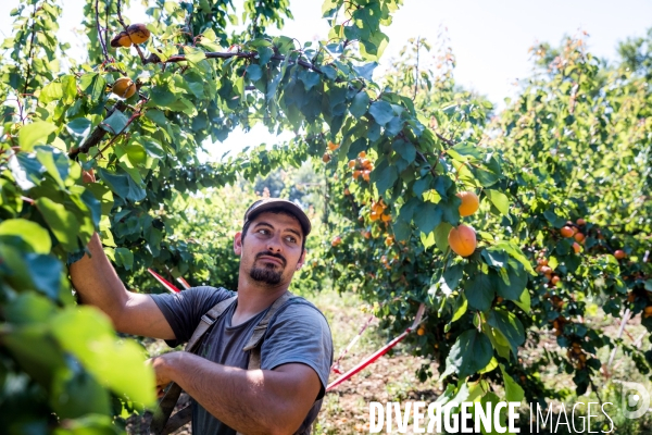 Arboriculture fruitière dans le Vaucluse