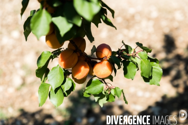 Arboriculture fruitière dans le Vaucluse