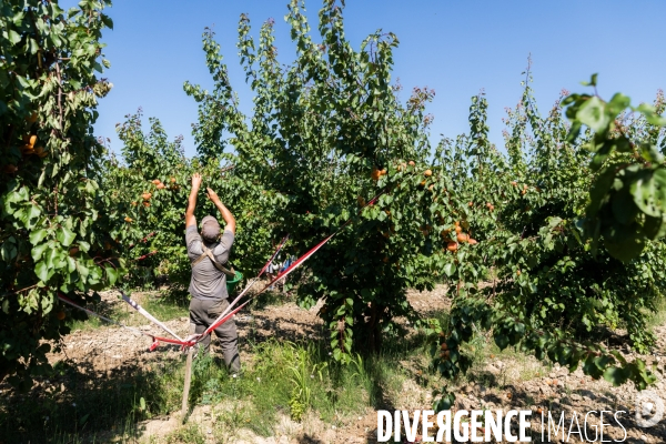 Arboriculture fruitière dans le Vaucluse