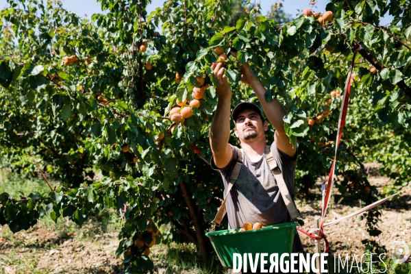 Arboriculture fruitière dans le Vaucluse