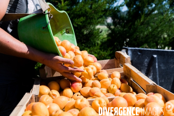 Arboriculture fruitière dans le Vaucluse