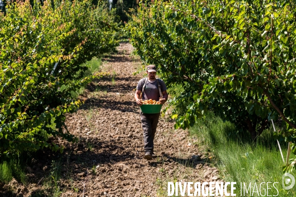 Arboriculture fruitière dans le Vaucluse