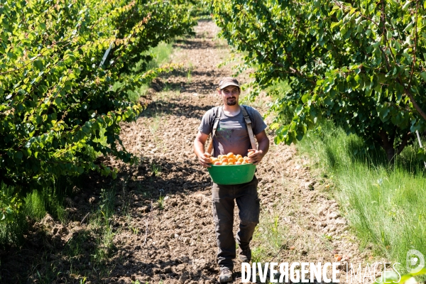 Arboriculture fruitière dans le Vaucluse