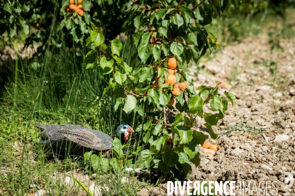 Arboriculture fruitière dans le Vaucluse