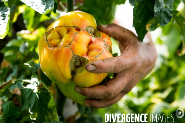 Arboriculture fruitière dans le Vaucluse