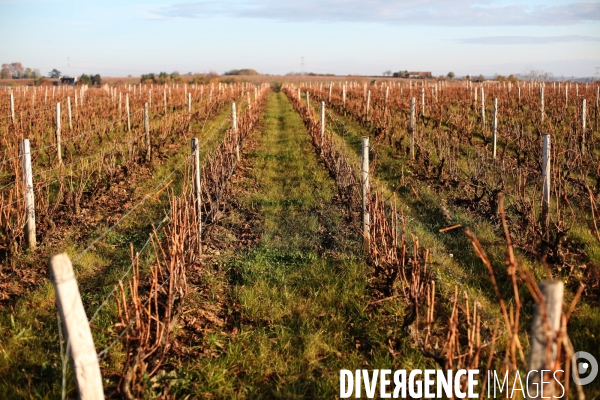 Les vignes de Vouvray