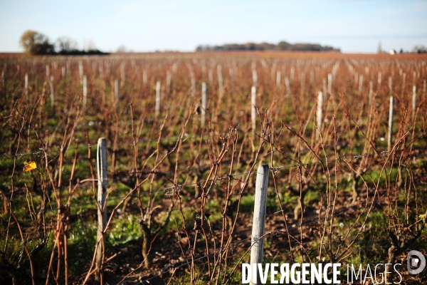 Les vignes de Vouvray