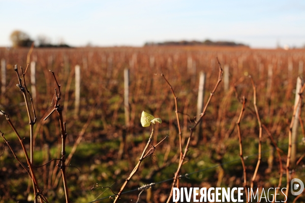 Les vignes de Vouvray