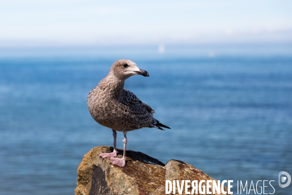 Non au projet de parc éolien en mer d îles d Yeu et Noirmoutier