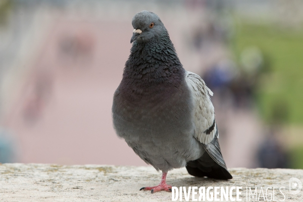 Pigeon