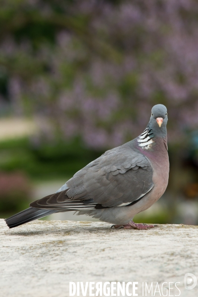 Pigeon