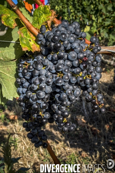 Vendanges en Lavaux. Suisse