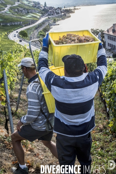 Vendanges en Lavaux. Suisse