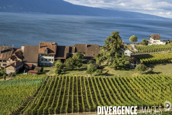 Vendanges en Lavaux. Suisse