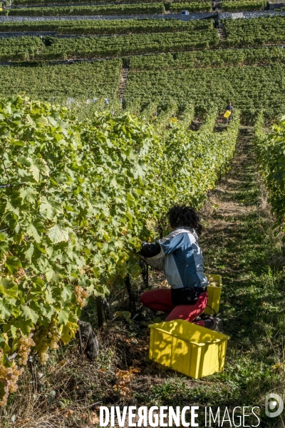 Vendanges en Lavaux. Suisse