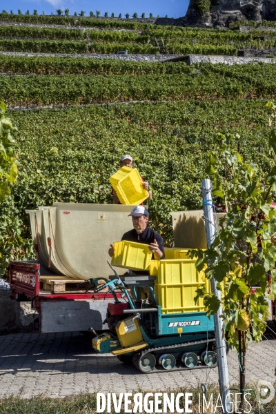 Vendanges en Lavaux. Suisse