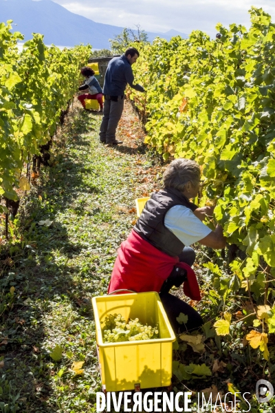 Vendanges en Lavaux. Suisse