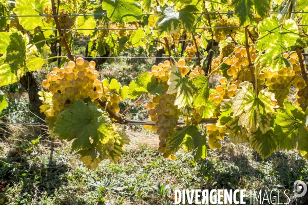 Vendanges en Lavaux. Suisse