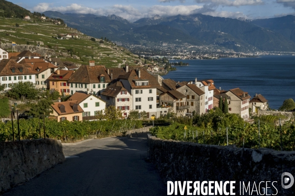 Vendanges en Lavaux. Suisse