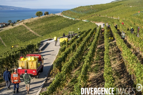 Vendanges en Lavaux. Suisse