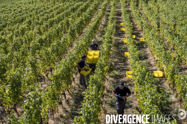 Vendanges en Lavaux. Suisse