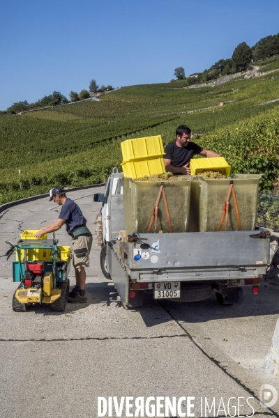 Vendanges en Lavaux. Suisse