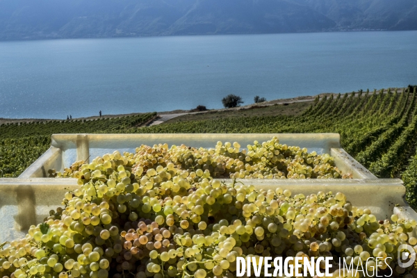 Vendanges en Lavaux. Suisse