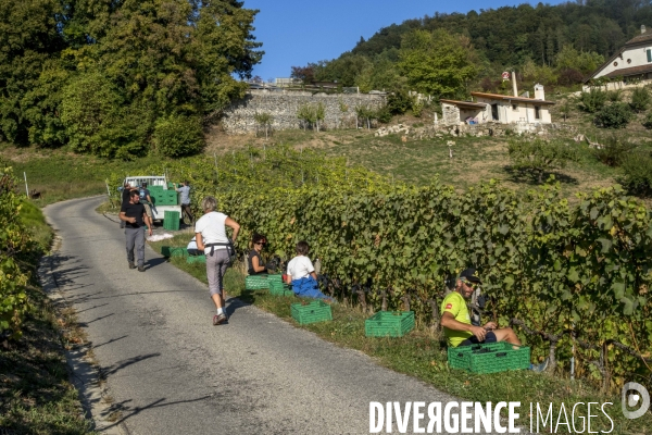 Vendanges en Lavaux. Suisse