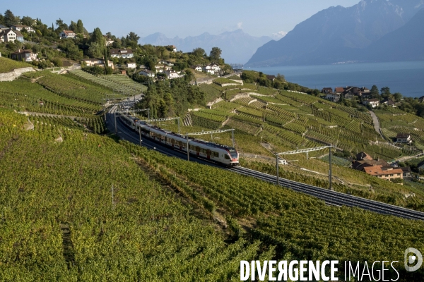 Vendanges en Lavaux. Suisse