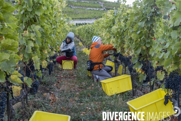 Vendanges en Lavaux. Suisse