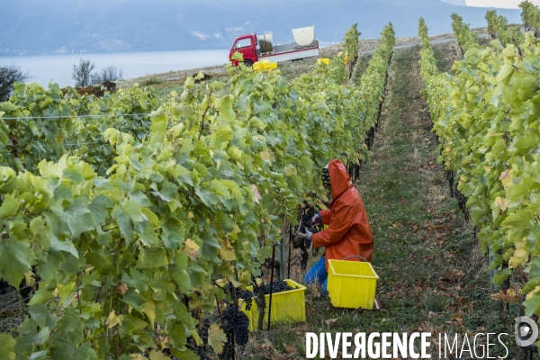 Vendanges en Lavaux. Suisse