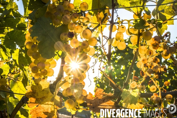 Vendanges en Lavaux. Suisse