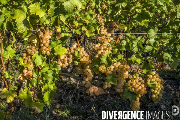 Vendanges en Lavaux. Suisse