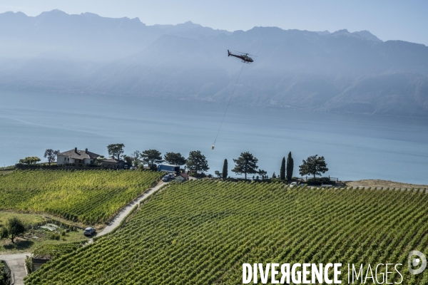 Vendanges en Lavaux. Suisse