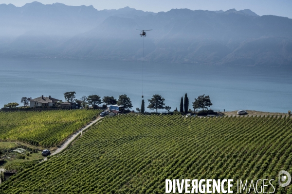 Vendanges en Lavaux. Suisse